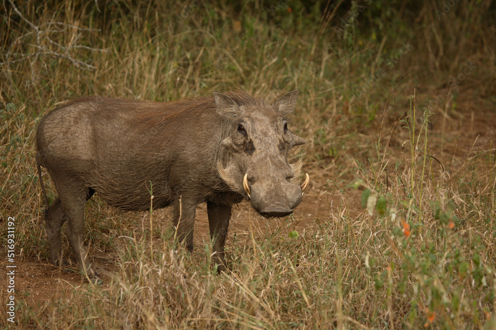 Warzenschwein / Warthog / Phacochoerus africanus Warzenschwein / Warthog / Phacochoerus africanus