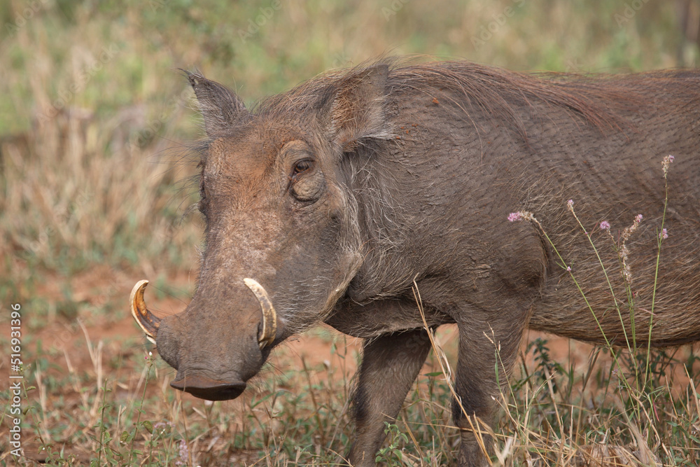 Warzenschwein / Warthog / Phacochoerus africanus Warzenschwein / Warthog / Phacochoerus africanus