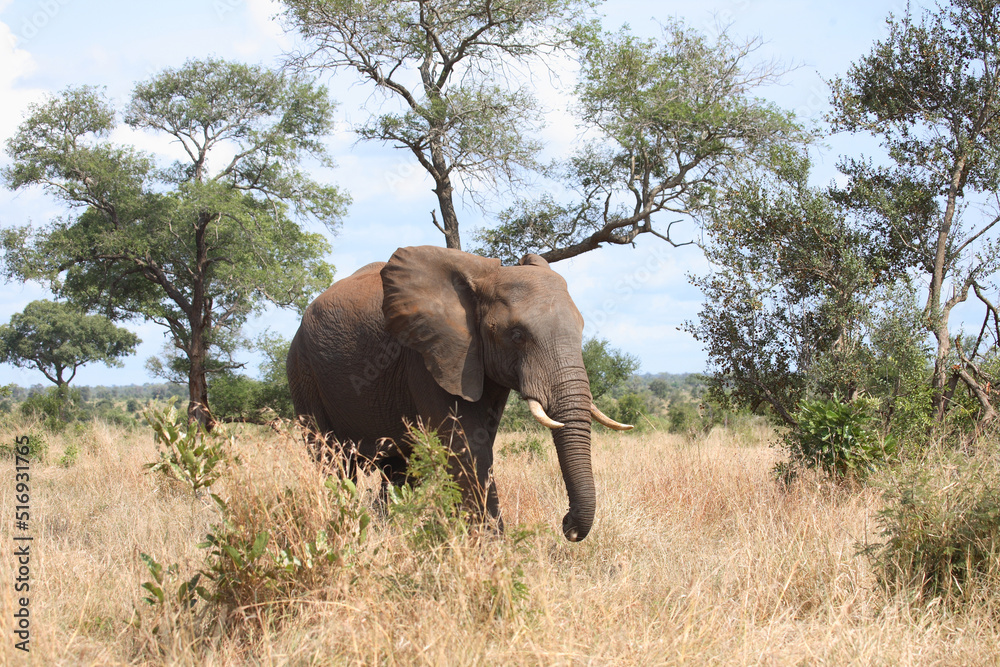 Fototapeta premium Afrikanischer Elefant / African elephant / Loxodonta africana
