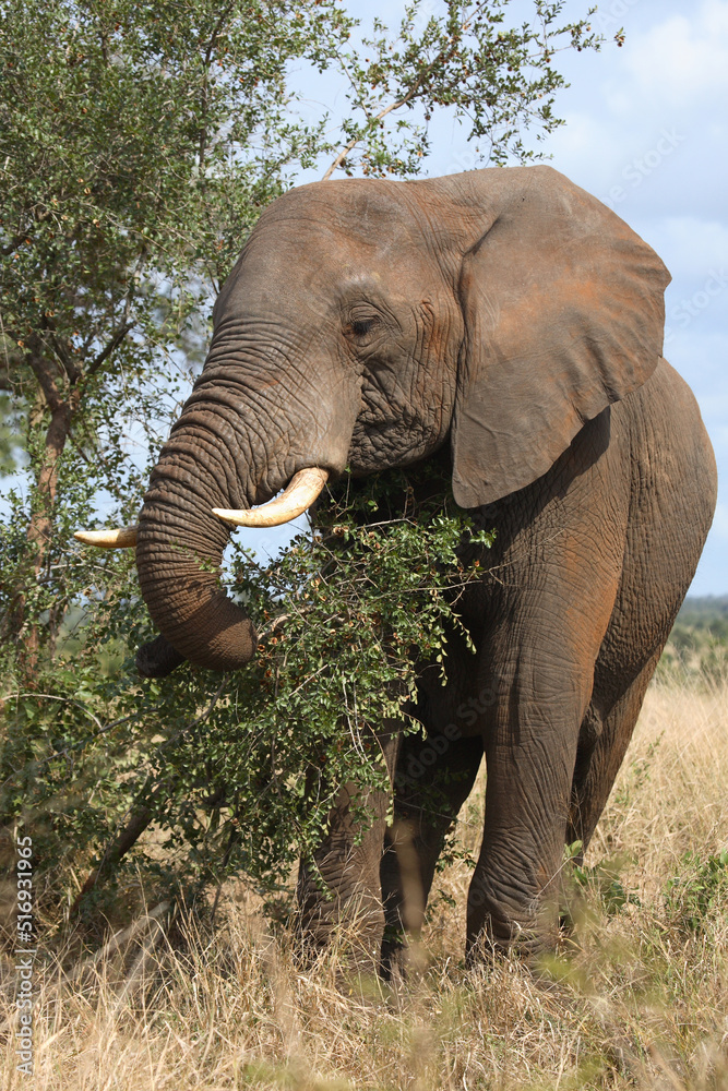 Fototapeta premium Afrikanischer Elefant / African elephant / Loxodonta africana
