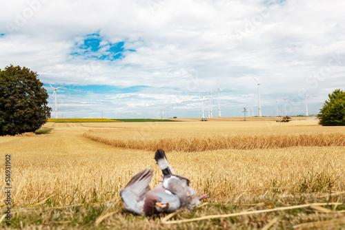 dead mowed bird. died dove bird in foreground on freshly mowed wheat field. Harvesting the wheat. Agriculture. 