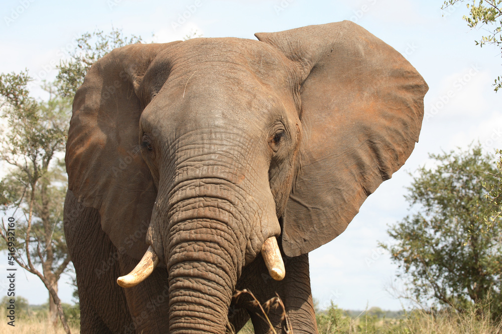 Obraz premium Afrikanischer Elefant / African elephant / Loxodonta africana