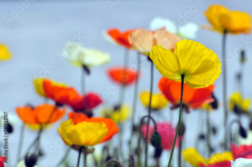 Fototapeta Naklejka Na Ścianę i Meble -  blossoming poppy flowers in spring