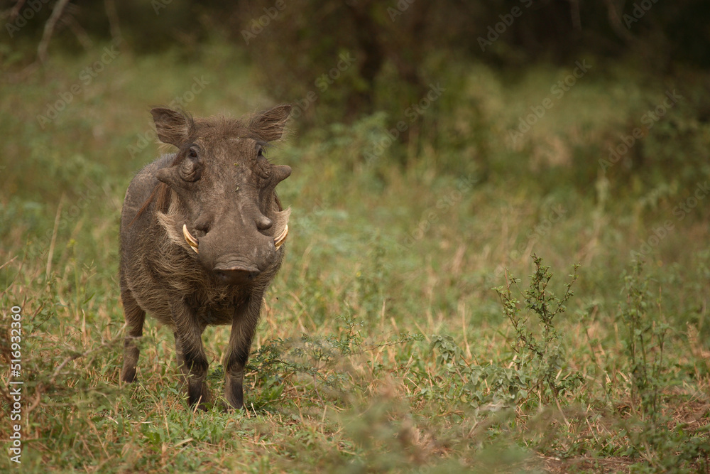 Warzenschwein / Warthog / Phacochoerus africanus Warzenschwein / Warthog / Phacochoerus africanus