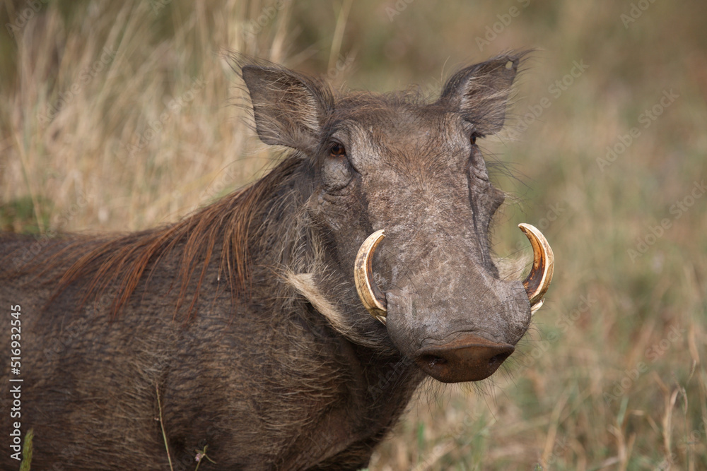 Warzenschwein / Warthog / Phacochoerus africanus Warzenschwein / Warthog / Phacochoerus africanus