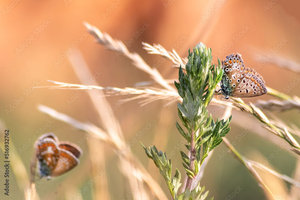 Couple of brown butterflies on summer grass shows a beautiful mating behavior of butterflies with brown wings in spring and summer representing lightness, lifetime and a light summer love dream - obrazy, fototapety, plakaty 
