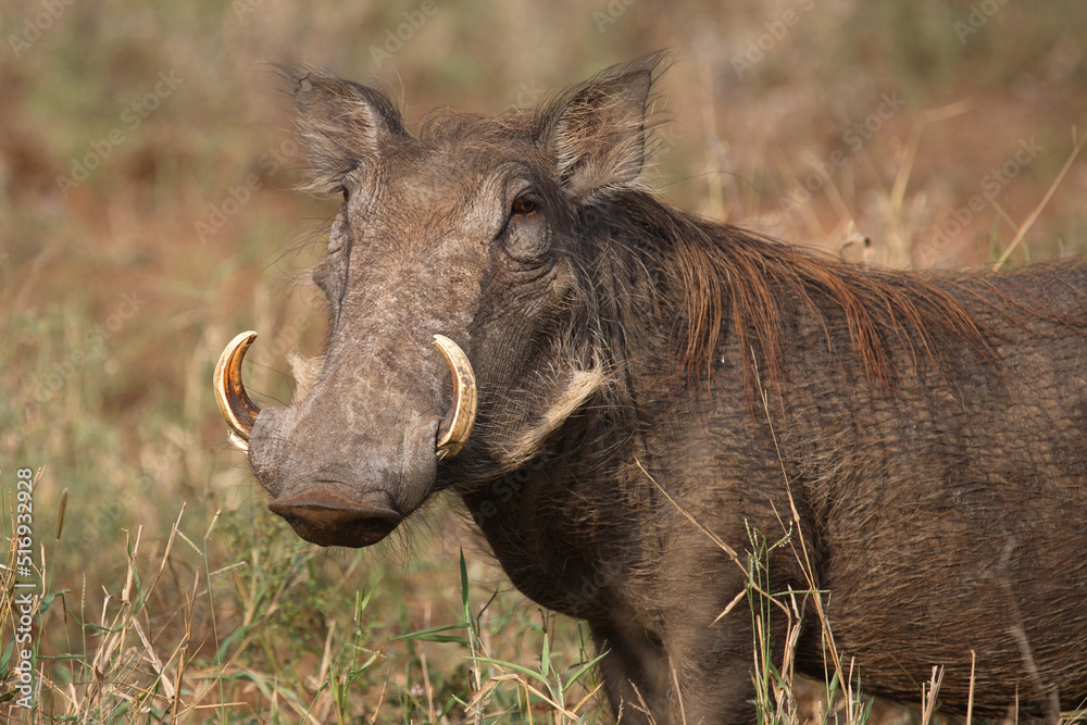 Warzenschwein / Warthog / Phacochoerus africanus Warzenschwein / Warthog / Phacochoerus africanus