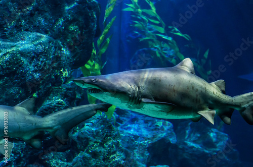 Shark swims among seaweed in the shallows of the sea. © andyborodaty