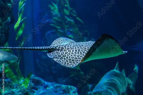 An electric stingray swims among algae in shallow water.