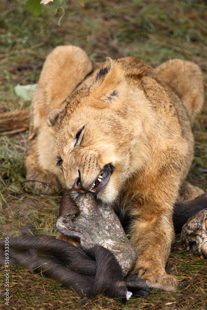 Afrikanischer Löwe / African Lion / Panthera Leo Afrikanischer Löwe / African Lion / Panthera Leo