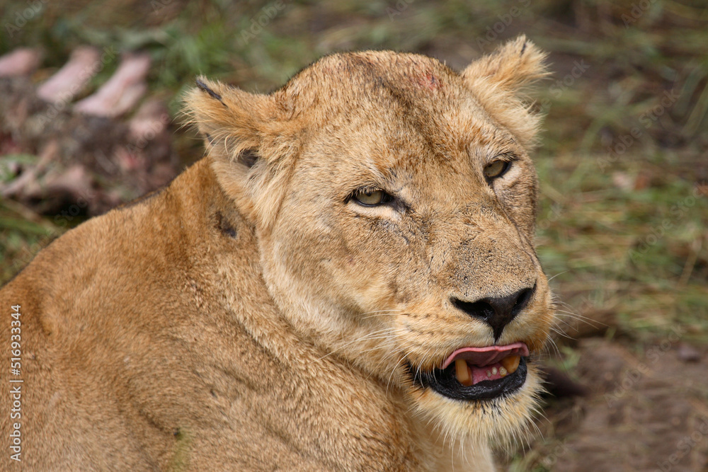 Afrikanischer Löwe / African Lion / Panthera Leo Afrikanischer Löwe / African Lion / Panthera Leo