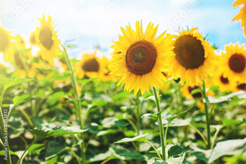 Field with sunflowers. Sunflowers wearing sunglasses. Summer concept. UVF for children and adults.