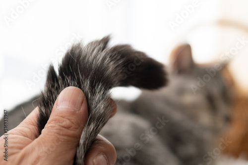 猫のしっぽを触る サバトラ猫