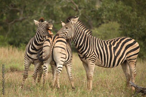 Steppenzebra / Burchell´s Zebra / Equus burchellii © Ludwig