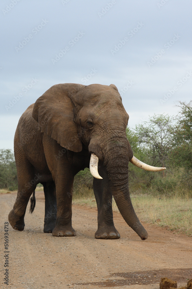 Fototapeta premium Afrikanischer Elefant / African elephant / Loxodonta africana