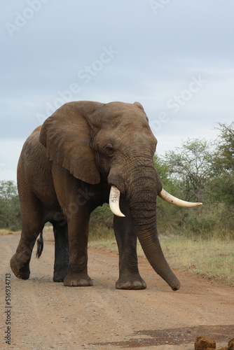 Afrikanischer Elefant   African elephant   Loxodonta africana