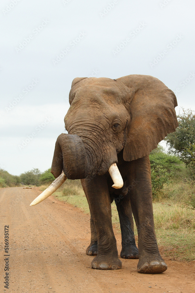 Obraz premium Afrikanischer Elefant / African elephant / Loxodonta africana