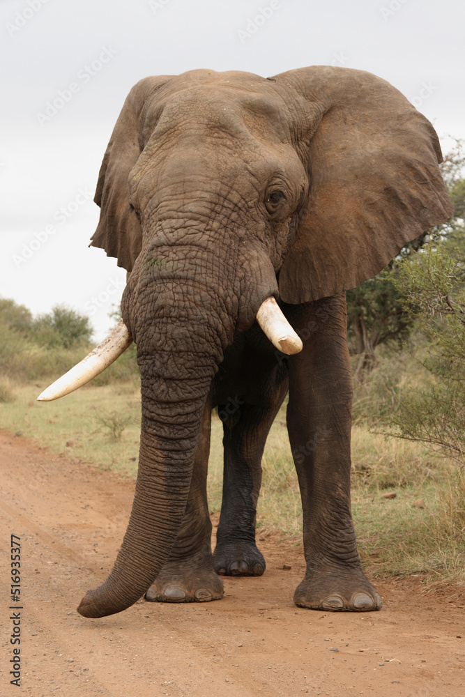 Obraz premium Afrikanischer Elefant / African elephant / Loxodonta africana