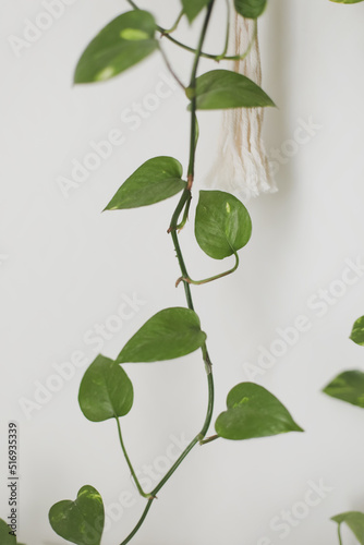 Indoor plant, fresh green plant Epipremnun Aureumon on white background photo