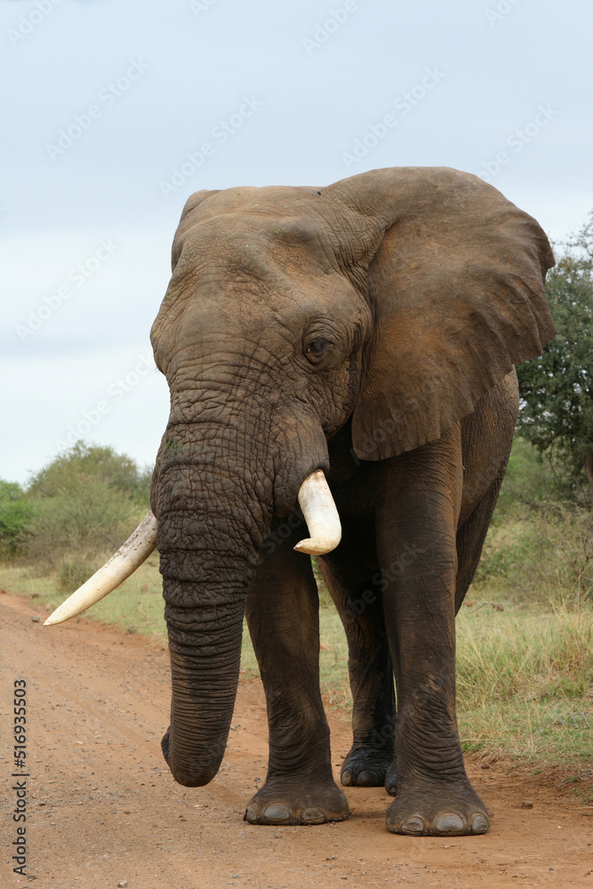 Obraz premium Afrikanischer Elefant / African elephant / Loxodonta africana