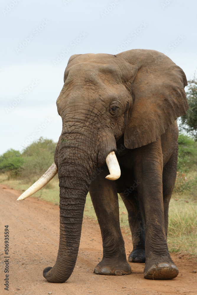 Obraz premium Afrikanischer Elefant / African elephant / Loxodonta africana