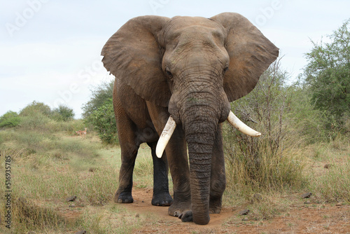 Afrikanischer Elefant / African elephant / Loxodonta africana photo