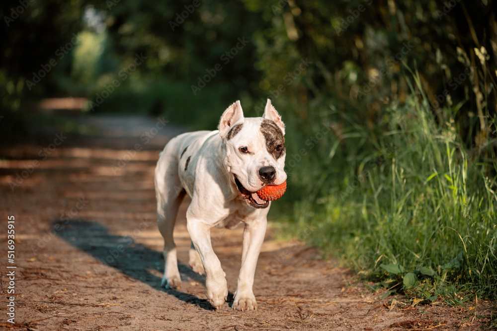 American Staffordshire Terrier with red ball in mouth running on dirt road in forest