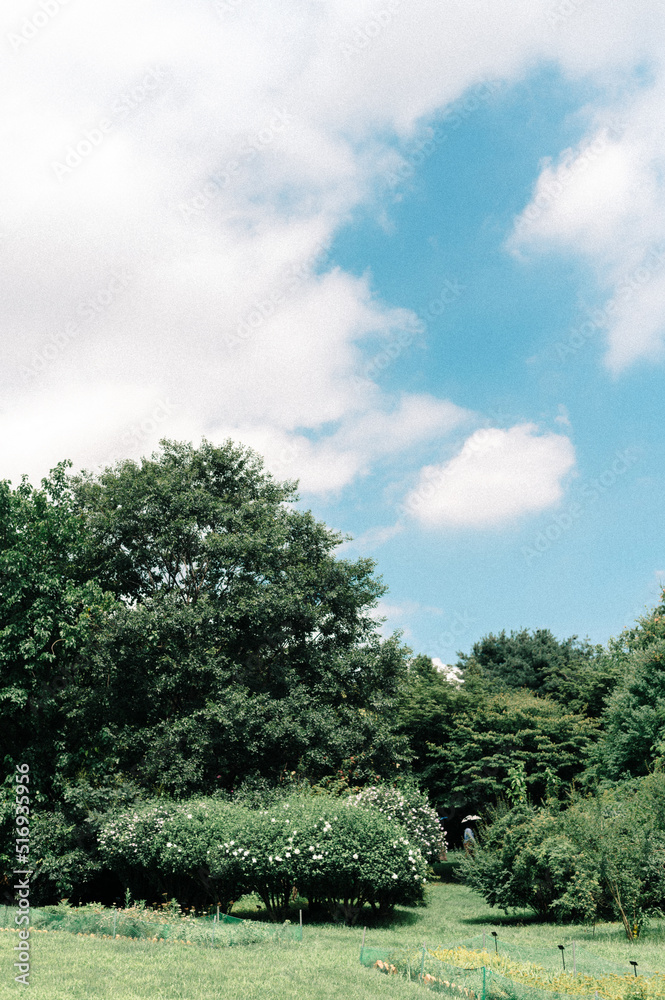 Fototapeta premium 구름