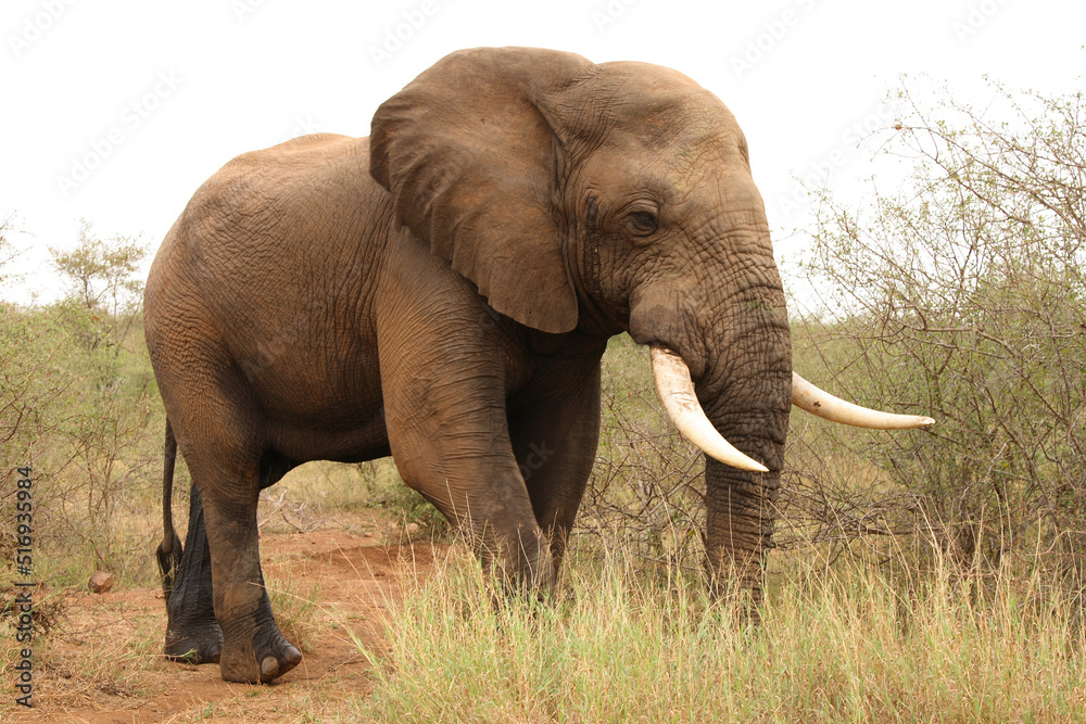 Obraz premium Afrikanischer Elefant / African elephant / Loxodonta africana