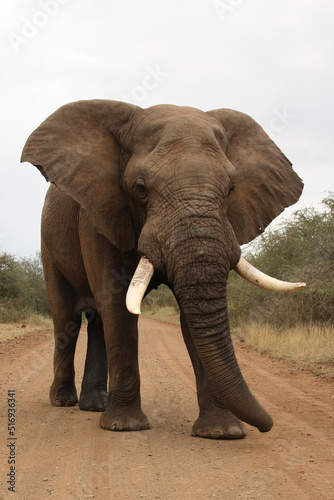 Afrikanischer Elefant   African elephant   Loxodonta africana