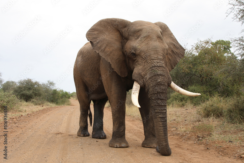 Fototapeta premium Afrikanischer Elefant / African elephant / Loxodonta africana