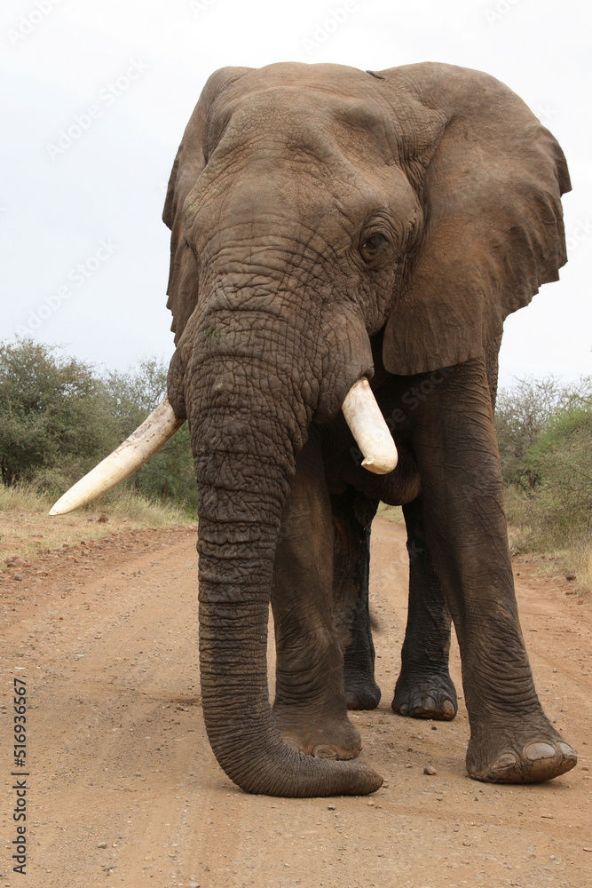 Obraz premium Afrikanischer Elefant / African elephant / Loxodonta africana