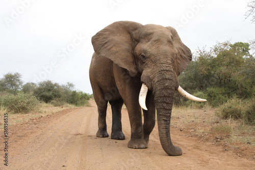 Afrikanischer Elefant   African elephant   Loxodonta africana