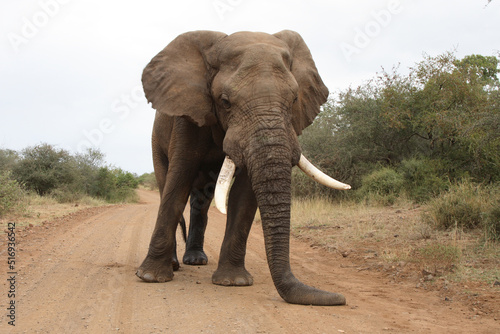 Afrikanischer Elefant   African elephant   Loxodonta africana