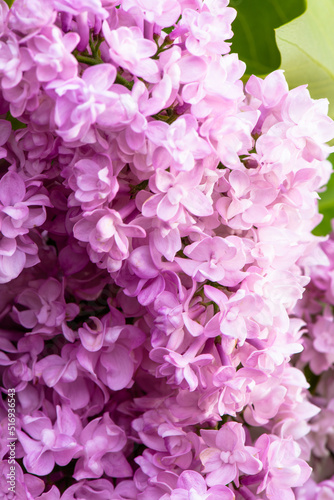 Lush branch with lilac spring flowers, bright flowers of the spring lilac bush, soft focus, close-up. Botanical Garden