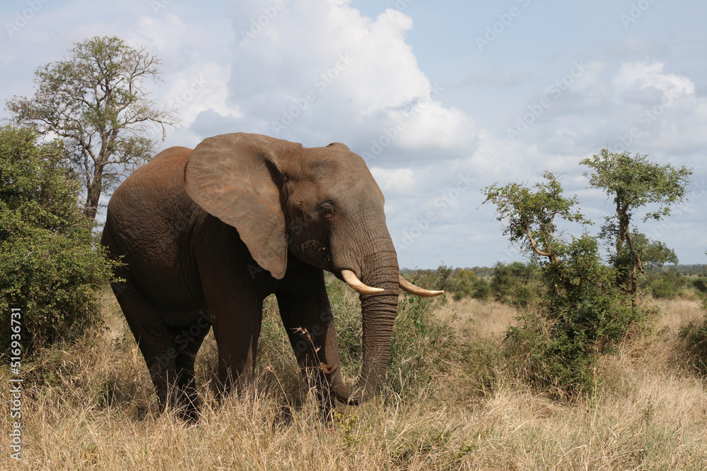 Fototapeta premium Afrikanischer Elefant / African elephant / Loxodonta africana