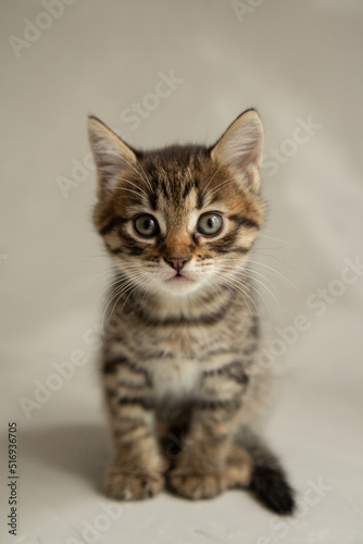 dark gray kitten sits on a gray background and looks at the camera  © Олеся Флока
