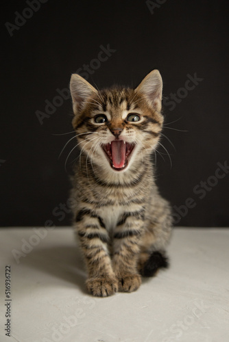 yawning kitten sits on a black and gray background  © Олеся Флока