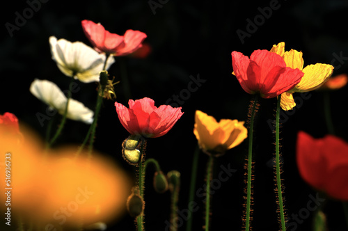 blossoming poppy flowers in spring
