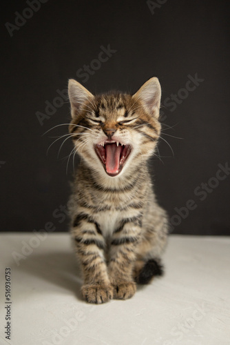 yawning kitten sits on a black and gray background 