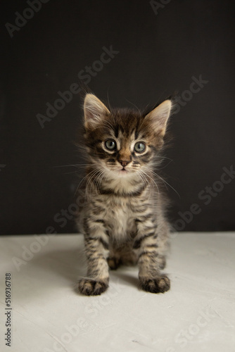 dark gray kitten sits on a gray background and looks at the camera 