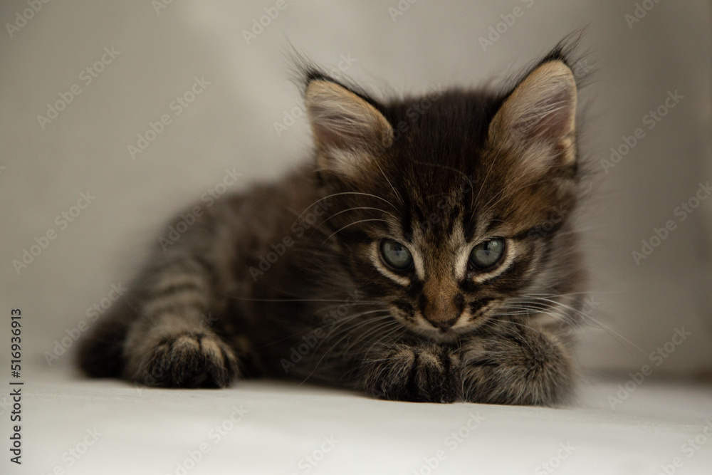 dark gray kitten sits on a black and gray background and looks at the camera
dark gray kitten sits on a black and gray background and looks at the camera
