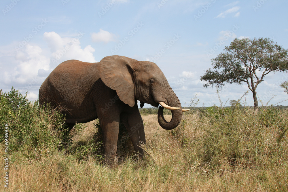 Fototapeta premium Afrikanischer Elefant / African elephant / Loxodonta africana