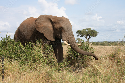 Afrikanischer Elefant   African elephant   Loxodonta africana