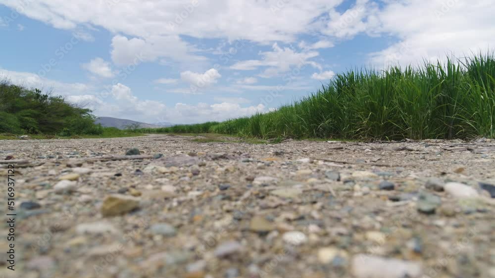Sea pebbles on the road between fields. Landscape of fields of grass. Green stalks of grass against the blue sky. Landscape of a grassy park on a sunny summer day. Sea pebbles on the road between fields. Landscape of fields of grass. Green stalks of grass against the blue sky. Landscape of a grassy park on a sunny summer day.