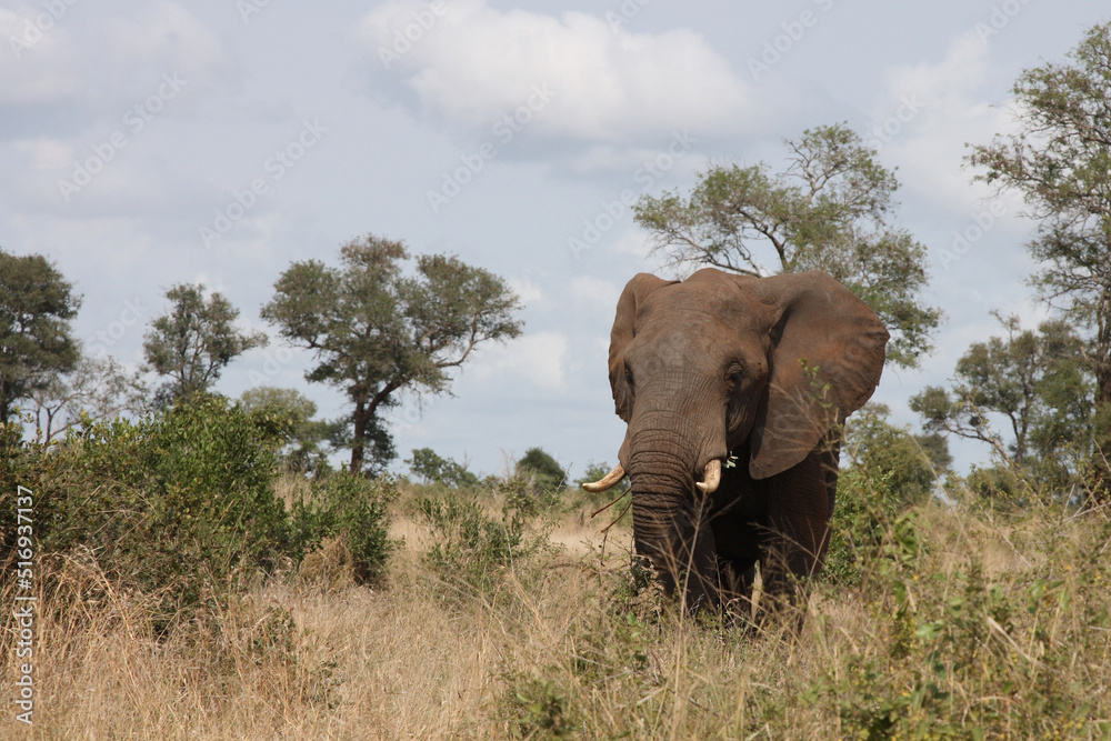 Afrikanischer Elefant / African elephant / Loxodonta africana Afrikanischer Elefant / African elephant / Loxodonta africana