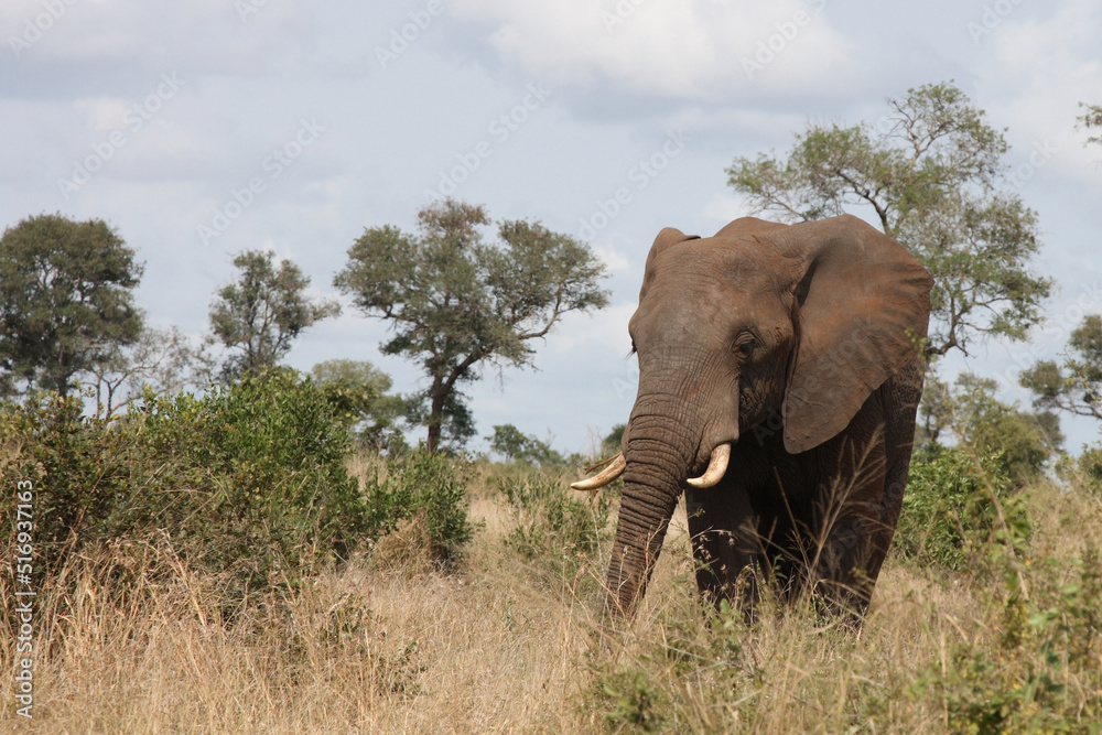 Afrikanischer Elefant / African elephant / Loxodonta africana