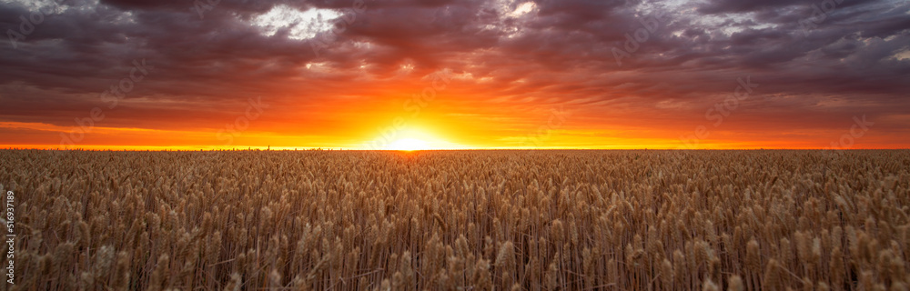 A field of ripe wheat on the background of a bright sunset.