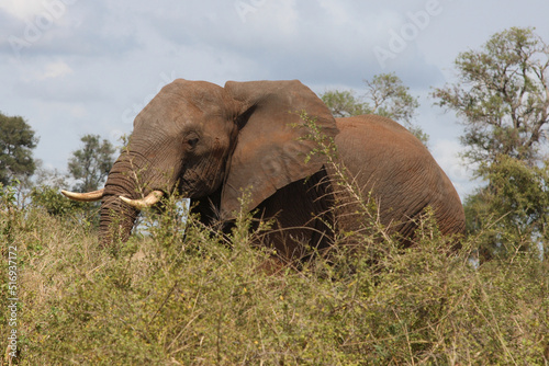 Afrikanischer Elefant   African elephant   Loxodonta africana