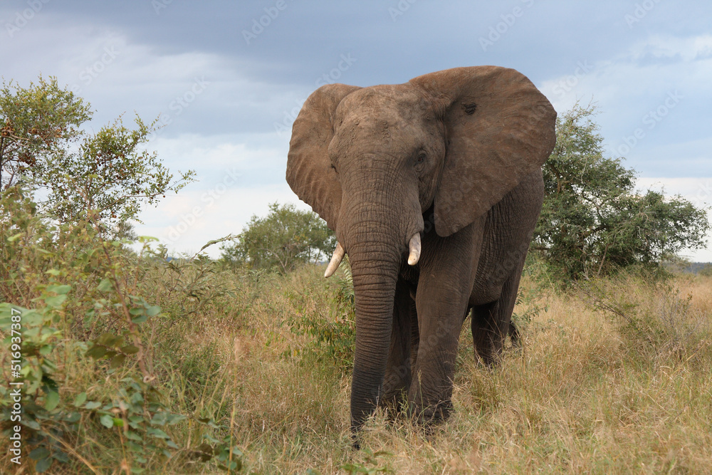 Fototapeta premium Afrikanischer Elefant / African elephant / Loxodonta africana